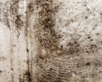 Mold Awareness (OSHA)
